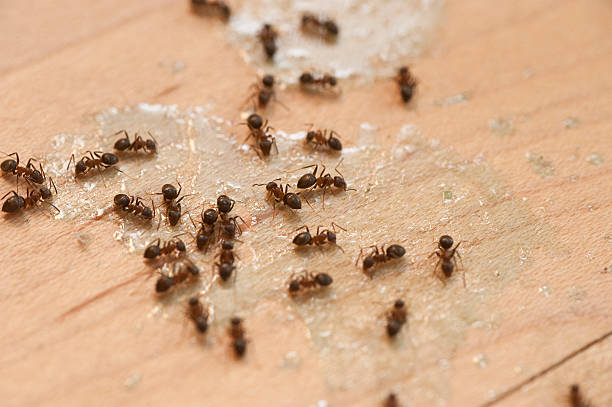 Best Bed Bug Extermination  in Yarmouth Port, MA