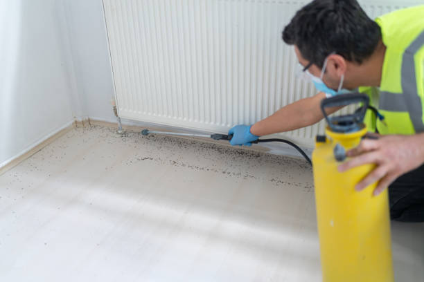 Best Wasp Removal Services  in Yarmouth Port, MA